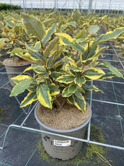 Gardenaria Elaeagnus ebbingei 'Viveleg' - Arbusto ornamentale da giardino Altezza: 50/60 cm (vaso24)