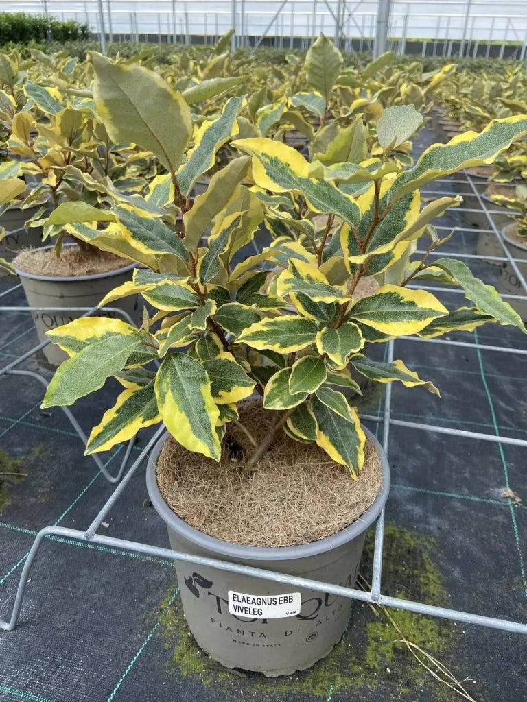 Gardenaria Elaeagnus ebbingei 'Viveleg' - Arbusto ornamentale da giardino Altezza: 50/60 cm (vaso24)