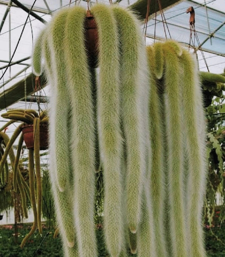 Pianta Cactus Coda di Scimmia 'Hildewintera Colademononis' Bolivia Foto Reali