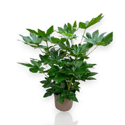 Gardenaria Fatsia japonica (Aralia) - Pianta da interno ornamentale Altezza: 60 cm (vaso 17)