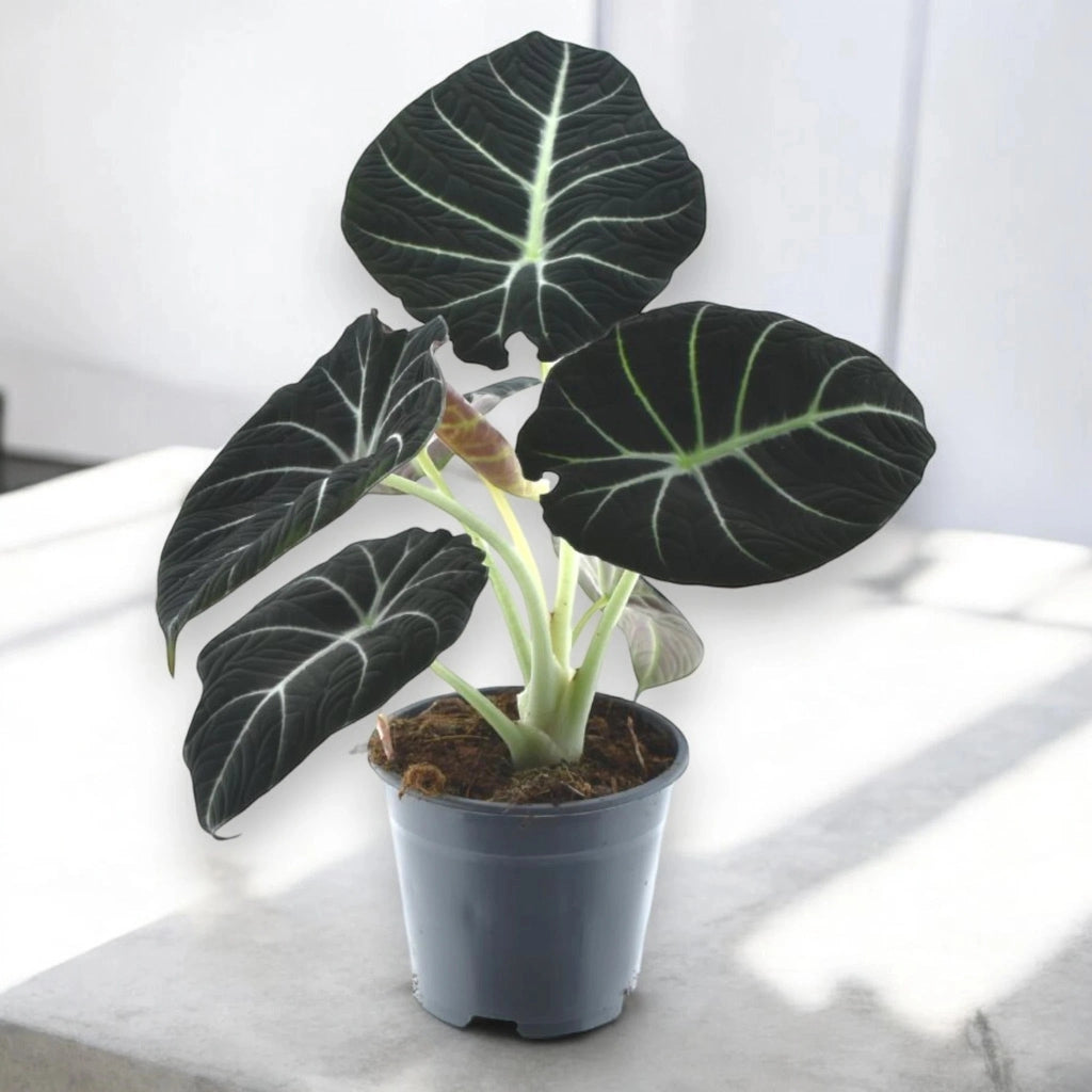 Gardenaria Alocasia 'Black velvet' - Pianta da interno ornamentale Altezza: 25 cm (vaso 14)