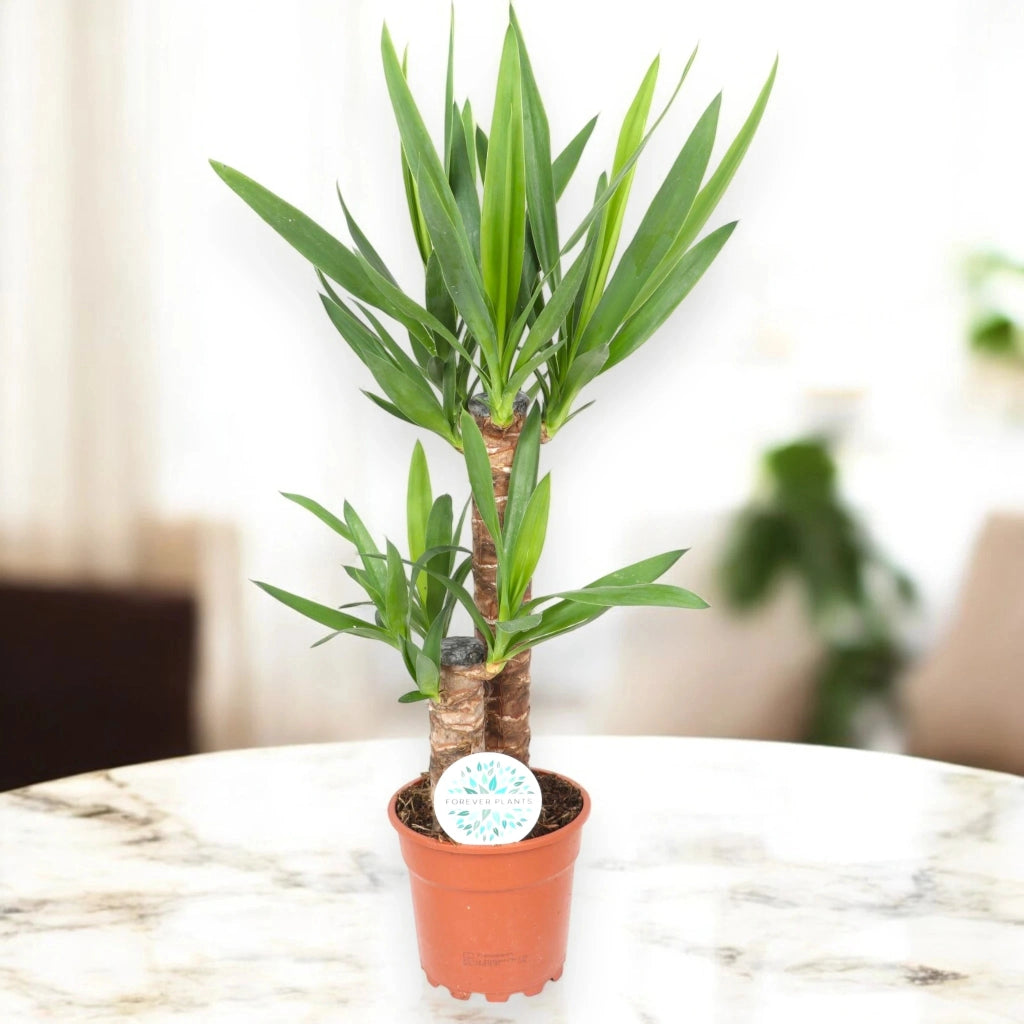 Gardenaria Yucca - Pianta da interno ornamentale Altezza: 135 cm (vaso 31)
