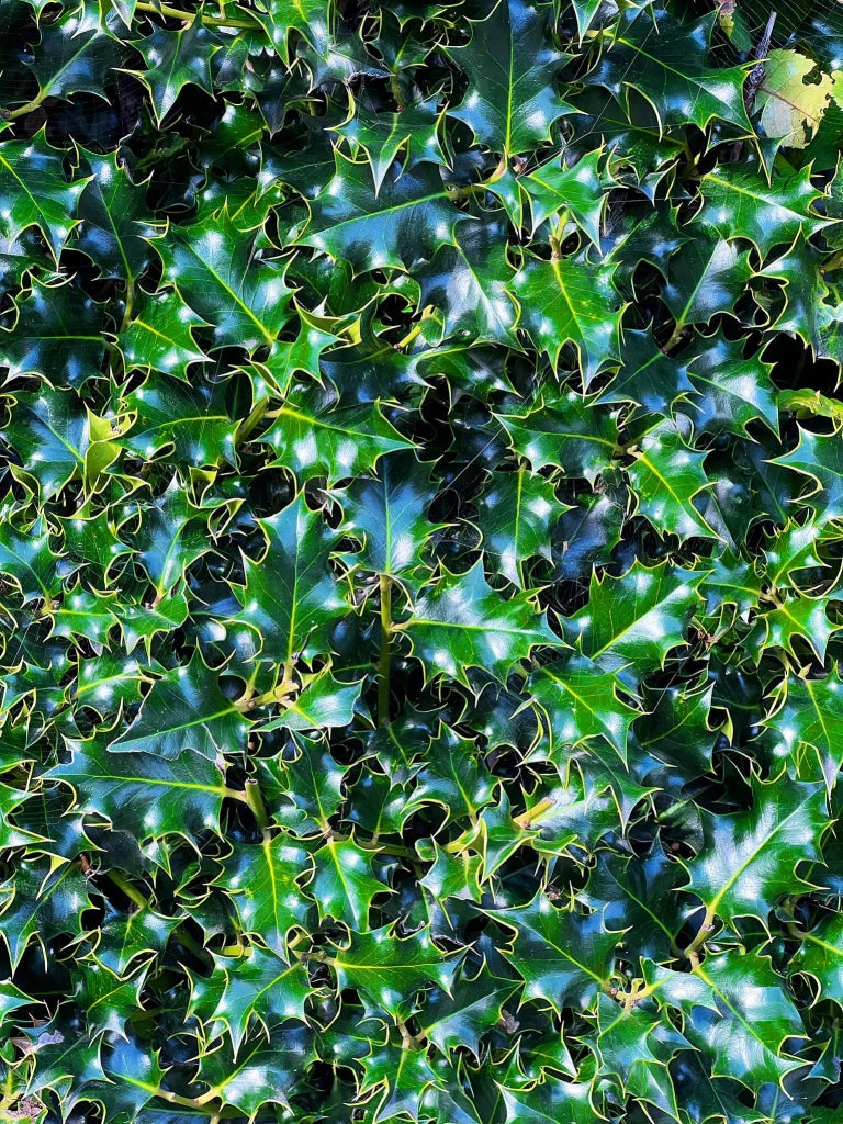 AGRIFOGLIO VARIEGATO ILEX AQUIFOLIUM ARGENTEOMARGINATA CESPUGLIO VASO 40