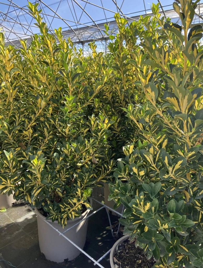 Gardenaria Evonimo - Euonymus japonicus 'Aureopictus' Livornese - Arbusto ornamentale da giardino Altezza: 40/60 cm (vaso19)