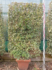HEDERA KOLIBRI' SPALLIERA H 200 CM VASO 40