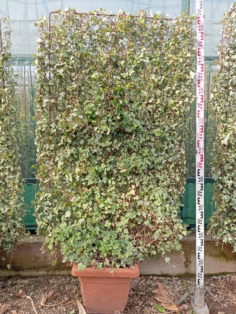 HEDERA KOLIBRI' SPALLIERA H 200 CM VASO 40