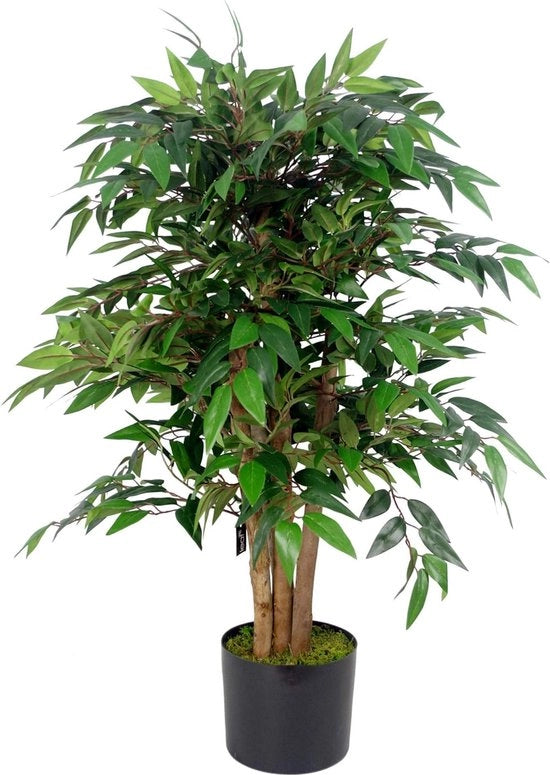 Sarsaparilla con Smilace, 90 cm, Alta Qualità.