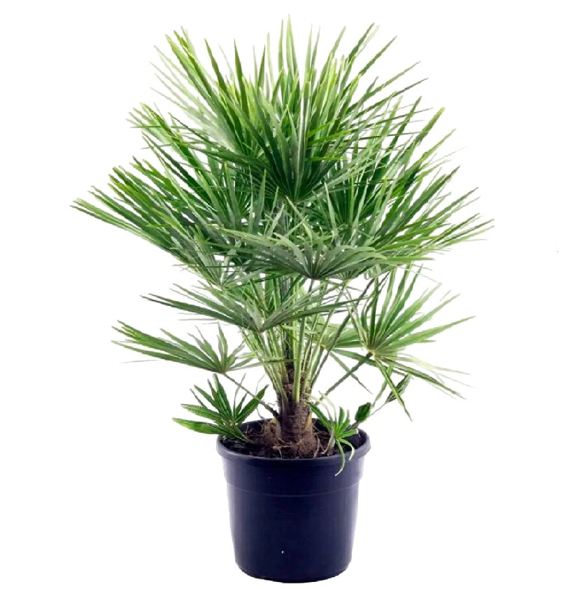 Chamaerops Humilis PALMA NANA in vaso 18 cm FOTO REALE