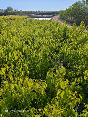 Canfora Cinnamomum Camphora Cespuglio 24 cm Pianta Aromatica Sempreverde