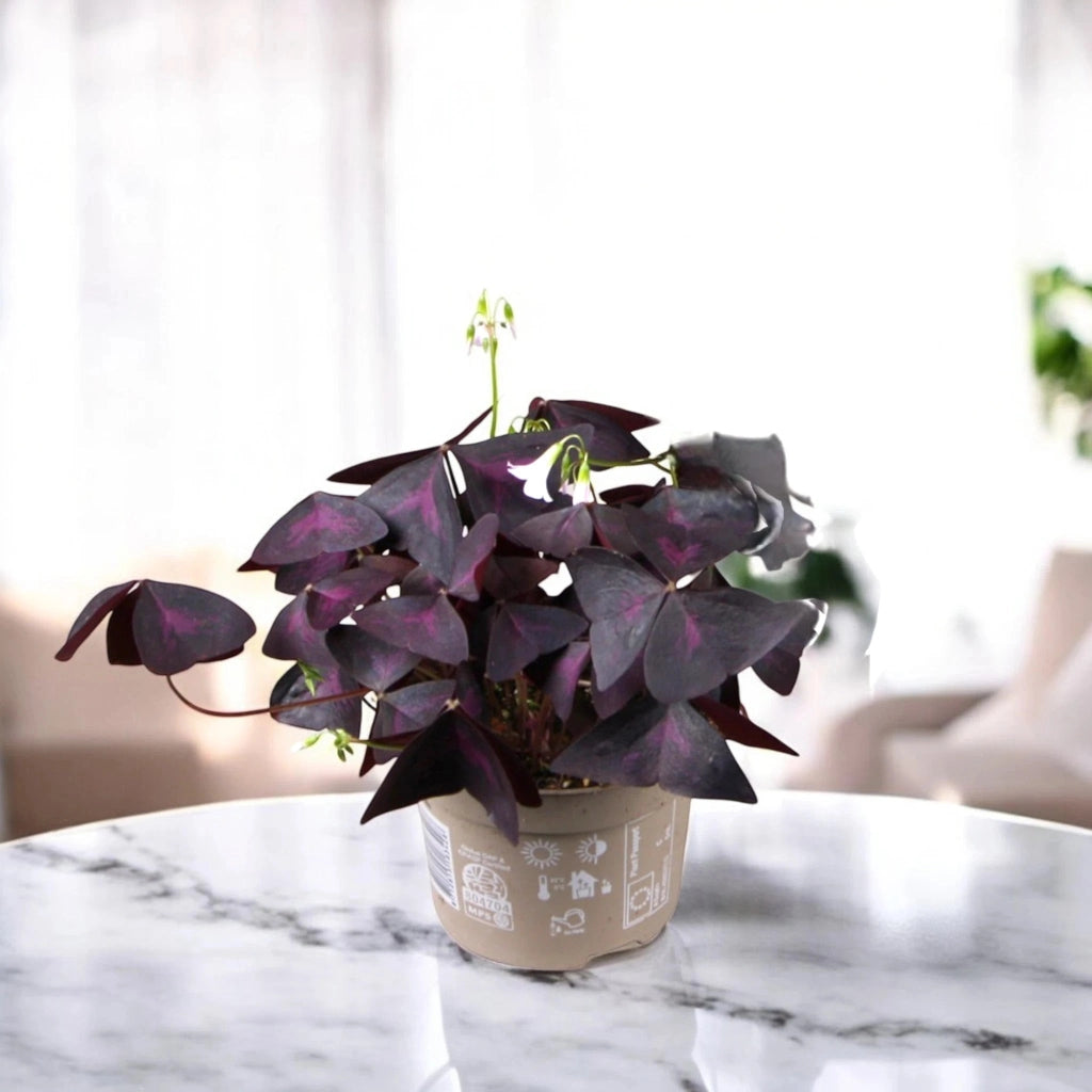 Gardenaria Oxalis triangularis - Pianta da interno ornamentale Altezza: 20 cm (vaso 12)