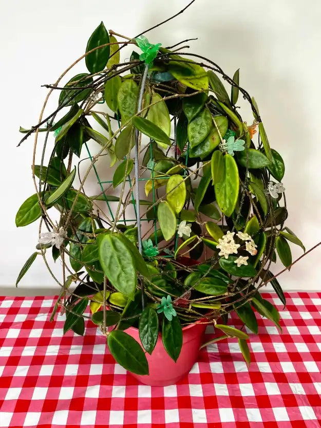 Hoya vangviengiensis – Pianta tropicale rara da interno vaso 12 cm