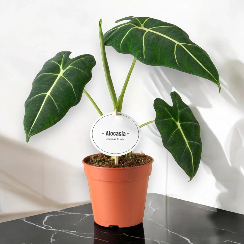 Gardenaria Alocasia 'Frydek' - Pianta da interno ornamentale Altezza: 40 cm (vaso 12)