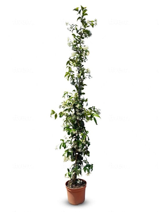 Pianta di Giardino Invernale Toscano - Fusto 120 cm - Fiori Bianchi - Profumo Aromatico - Facile da Manutenere
