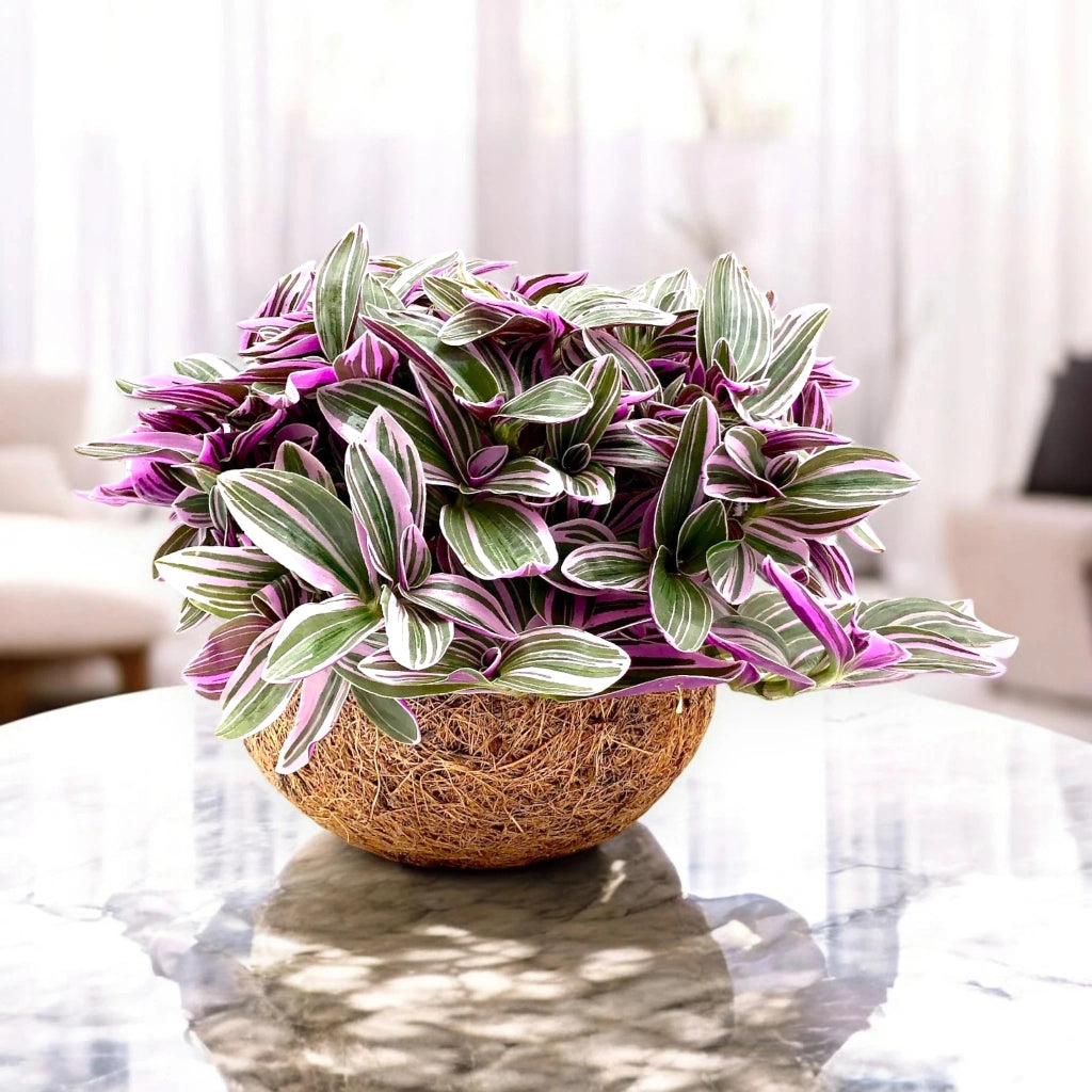 Gardenaria Tradescantia cerinthoides Sweetness kokodama - Pianta da interno ornamentale Altezza: 20 cm (vaso 15)