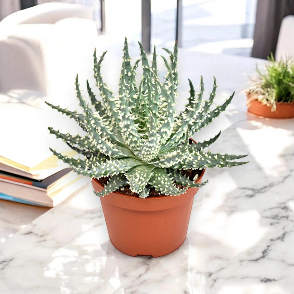 Gardenaria Aloe humilis - Pianta da interno ornamentale Altezza: 18 cm (vaso 10)