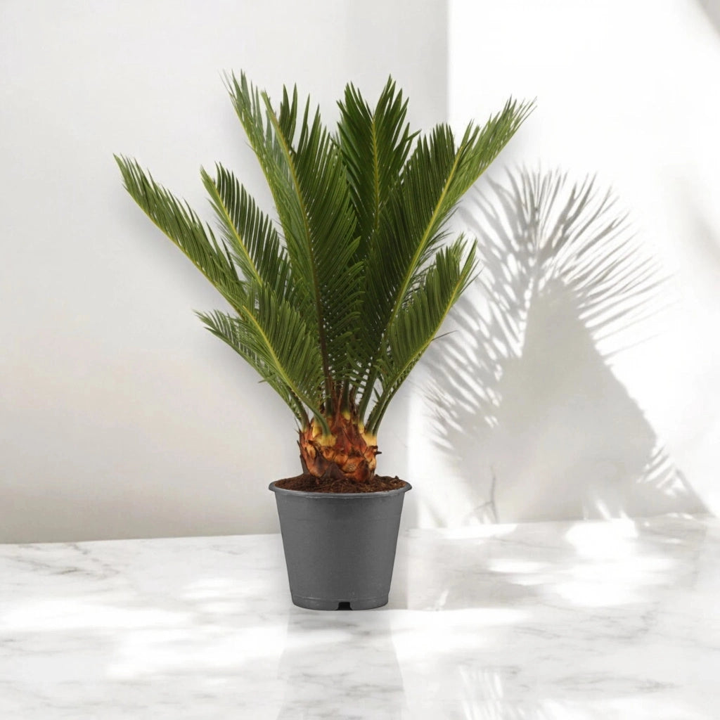 Gardenaria Cycas revoluta - Pianta da interno ornamentale Altezza: 35 cm (vaso 12)