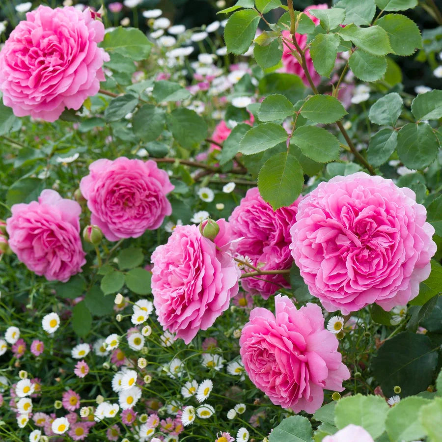Gardenaria Rosa 'Princess Alexandra of Kent' - Rosa da giardino Altezza: 40/50 cm (vaso20)