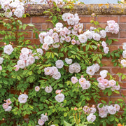 Gardenaria Rosa 'The Lady of the Lake' - Rosa da giardino Altezza: 40/50 cm (vaso20)