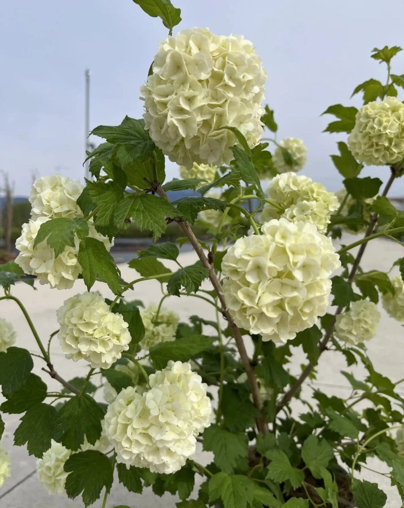 Gardenaria Viburno - Viburnum opulus - Arbusto ornamentale da giardino Altezza: 70/80 cm (vaso 24)