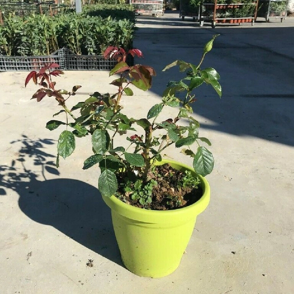 Pianta ROSA BREVETTATA INES SASTRE® RAMPICANTE bianca rosa MEILLAND vera PROFUMO