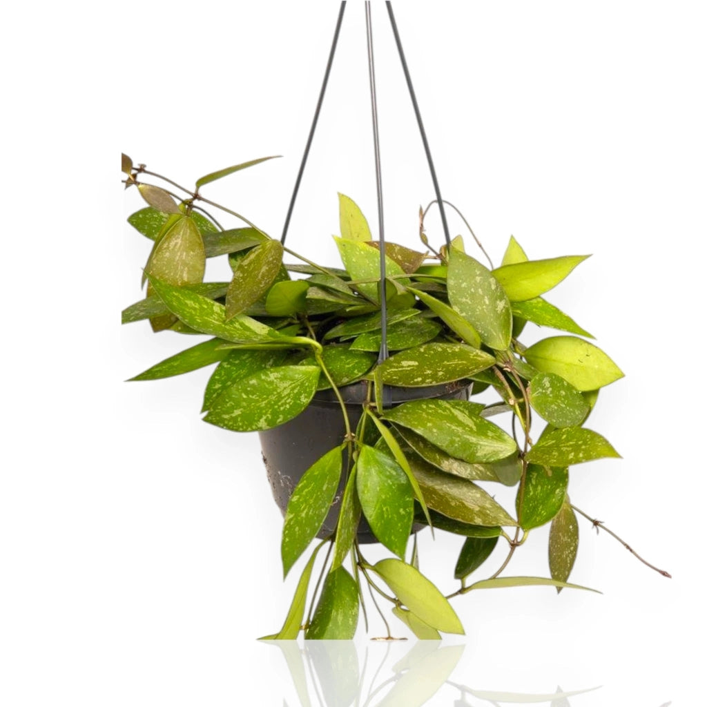 Gardenaria Hoya carnosa 'Gracilis' - Pianta da interno ornamentale Altezza: 30 cm (vaso 14)