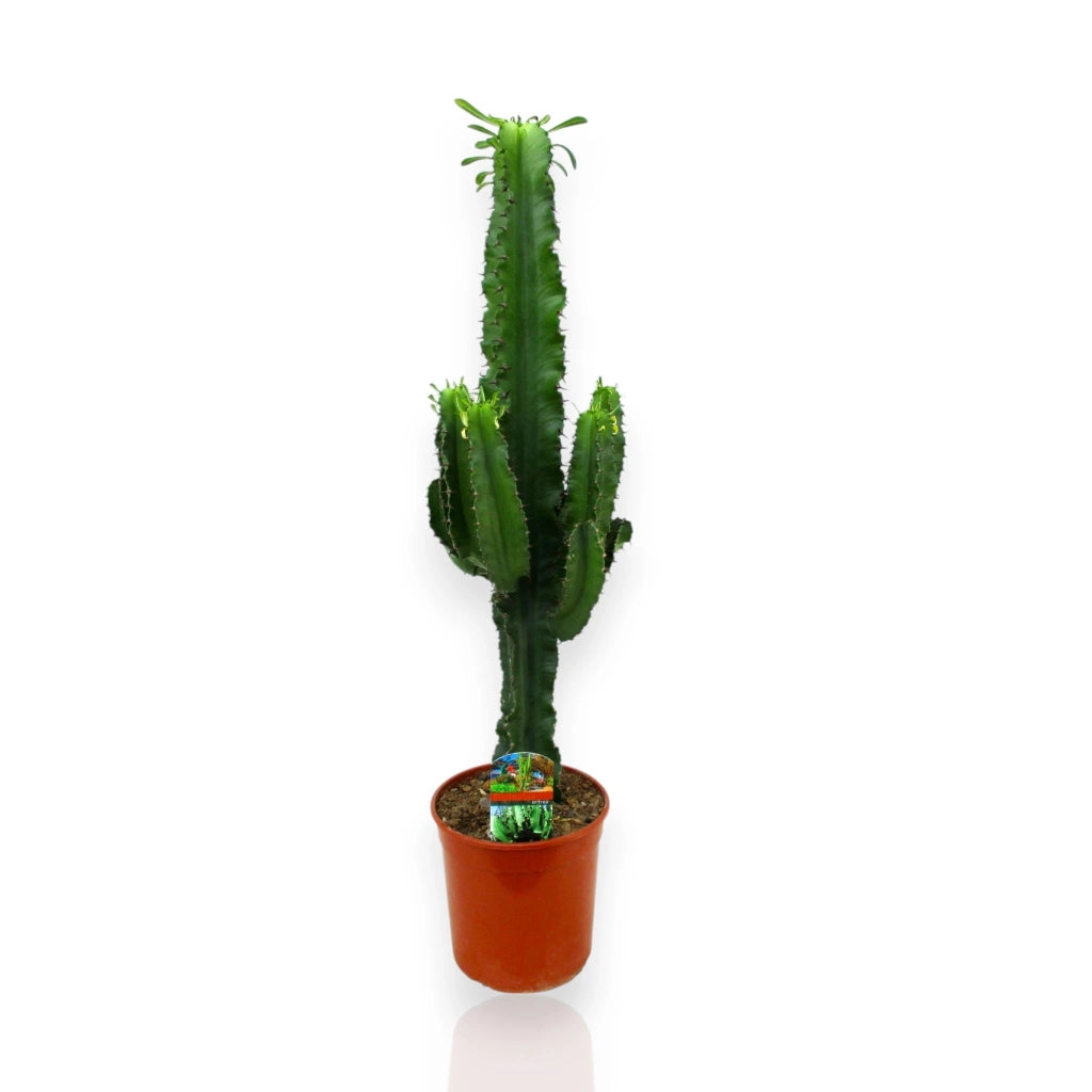 Gardenaria Euphorbia ingens - Pianta da interno ornamentale Altezza: 80 cm (vaso 17)