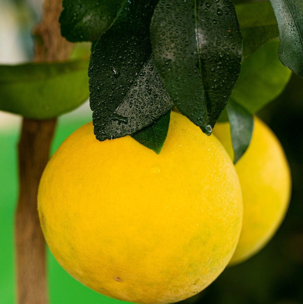 Gardenaria Pompelmo Giallo - Citrus × paradisi - Pianta di agrume da frutto in vaso Altezza: 70/80 cm (vaso 22)