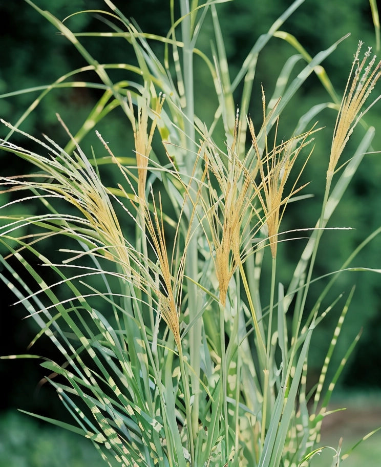 Gardenaria Miscanthus sinensis 'Strictus' - Graminacea ornamentale da esterno Altezza: 60 cm  (vaso 17)