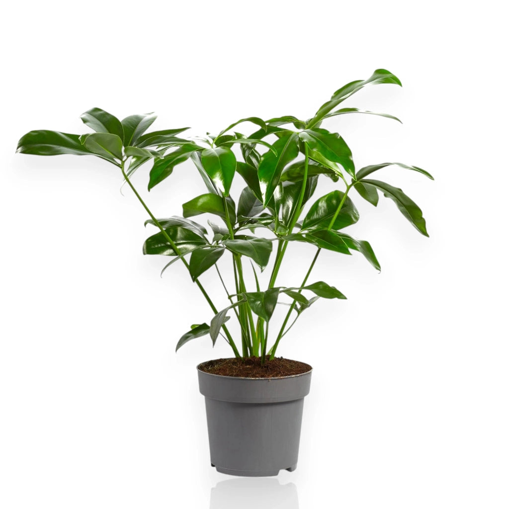 Gardenaria Philodendron 'Fun bun' Green wonder - Pianta da interno ornamentale Altezza: 110 cm (vaso 24)