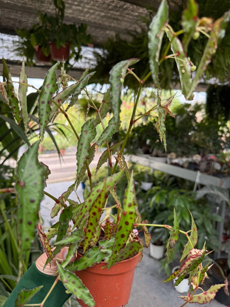 Pianta di begonia amphioxus