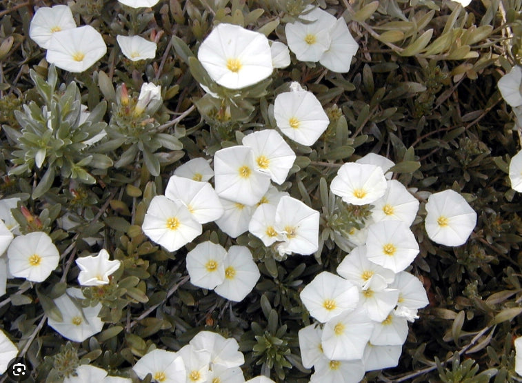 Pianta Convolvulus cneorum vaso 14, foto reali