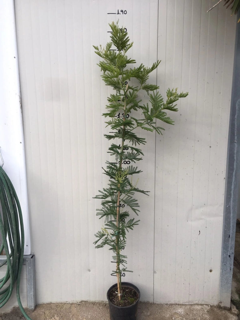 Pianta di Mimosa Acacia Dealbata Vaso 20cm H 140cm