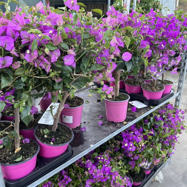 Pianta di BOUGANVILLEA SANDERIANA fiore VIOLA ad alberello in vaso 14 cm
