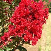 Pianta di Lagerstroemia indica Vaso Ø24cm Colore: Rosa