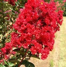 Pianta di Lagerstroemia indica Vaso Ø24cm Colore: Rosa