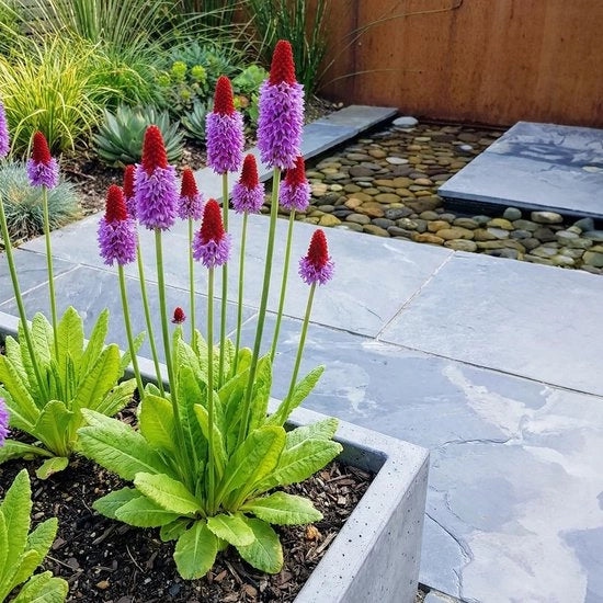 Collezione Primula Vialii da 6 pezzi - Invernale - Pianta perenne - Altezza 20 cm - Vaso 9 cm - Fioriture spettacolari - Fitti fiori - Fiore della primavera