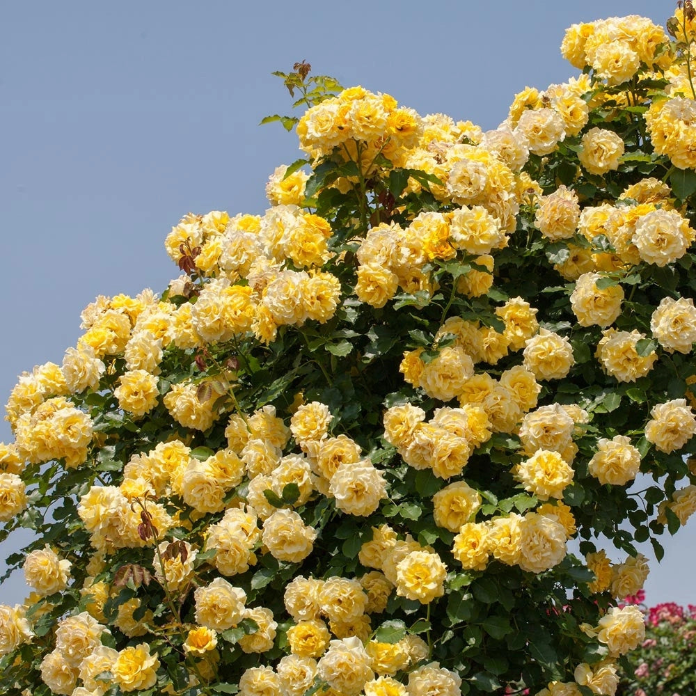 Pianta di ROSA BREVETTATA RIMOSA ® RAMPICANTE GIALLA limone MEILLAND AMDGarden
