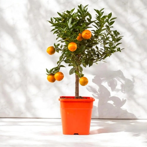 Gardenaria Chinotto - Citrus myrtifolia - Pianta di agrume da frutto in vaso Altezza: 40 cm (vaso 15)