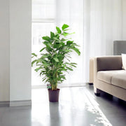 Gardenaria Caryota mitis - Pianta da interno ornamentale Altezza: 110 cm (vaso 21)