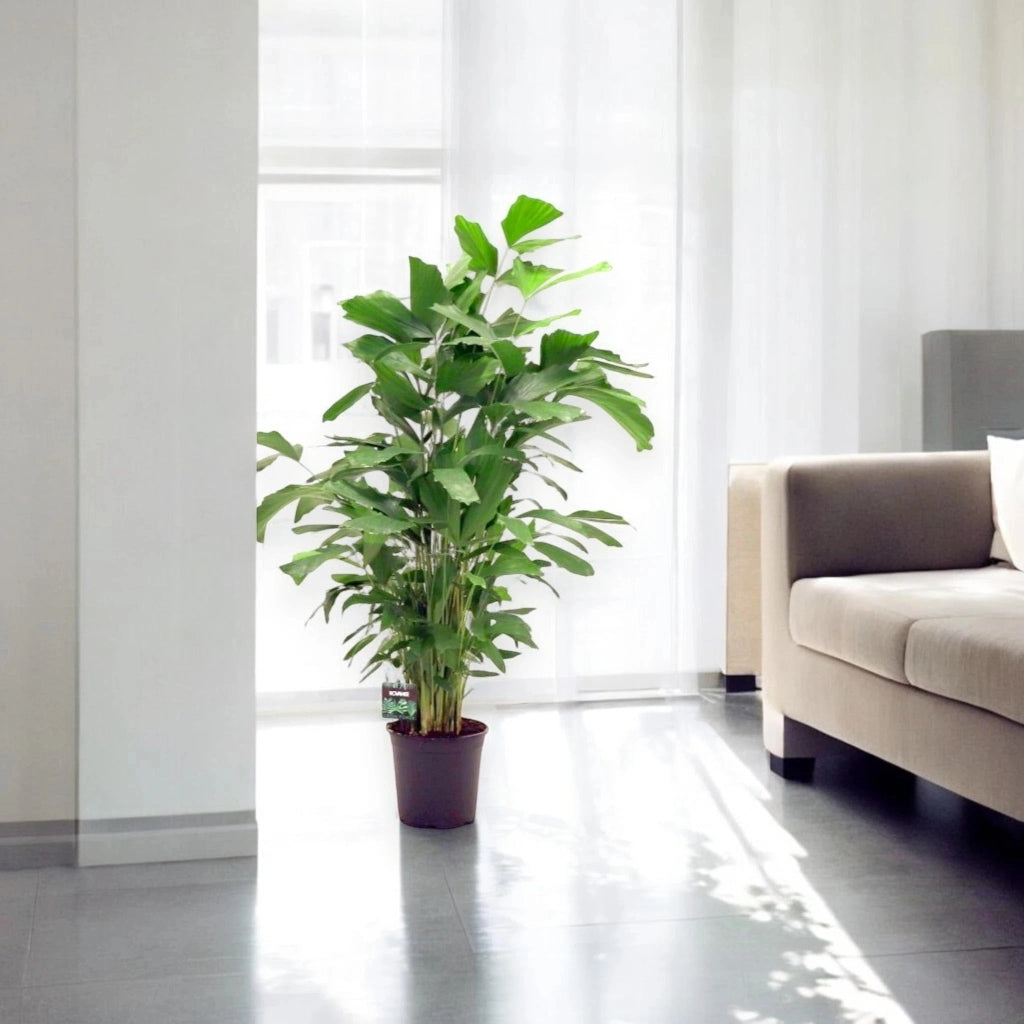 Gardenaria Caryota mitis - Pianta da interno ornamentale Altezza: 110 cm (vaso 21)
