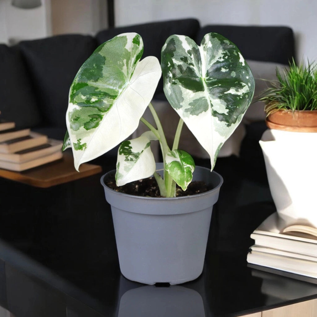 Gardenaria Alocasia variegata - Pianta da interno ornamentale Altezza: 12 cm (vaso 6)
