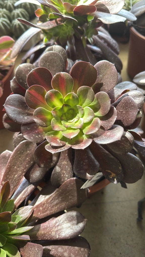 Pianta Aeonium Kilimangiaro, foto reali