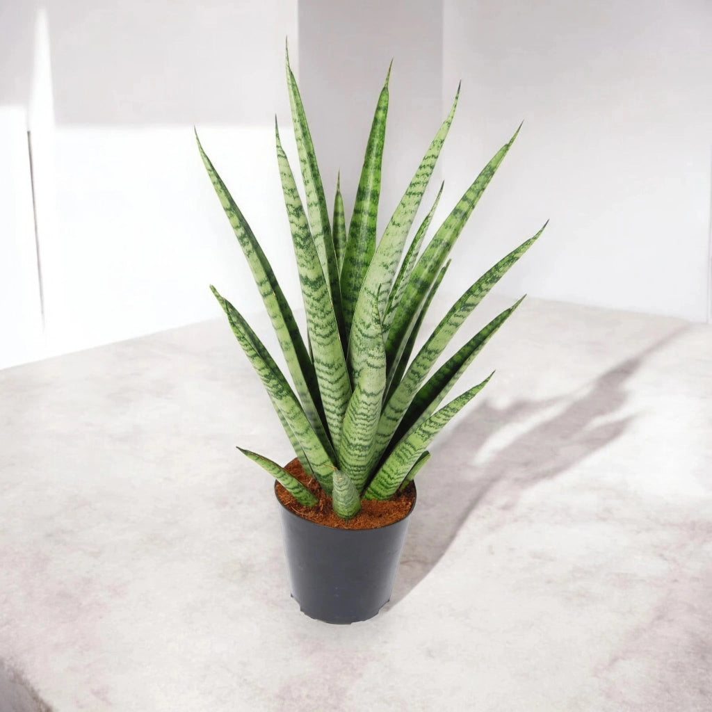 Gardenaria Sansevieria trifasciata 'Pineapple' - Pianta da interno ornamentale Altezza: 40 cm (vaso 12)