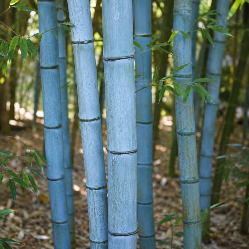 Gardenaria Bambù Blu - Phyllostachys glaucescens - Bambù ornamentale da esterno Altezza: 200/250 cm (vaso28)
