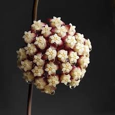 Hoya Finlaysonii Orabella Pianta Tropicale Vaso 12 cm