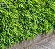 Gardenaria Fargesia Rufa - Fargesia rufa - Bambù ornamentale da esterno Altezza: 125/175 cm (vaso28)
