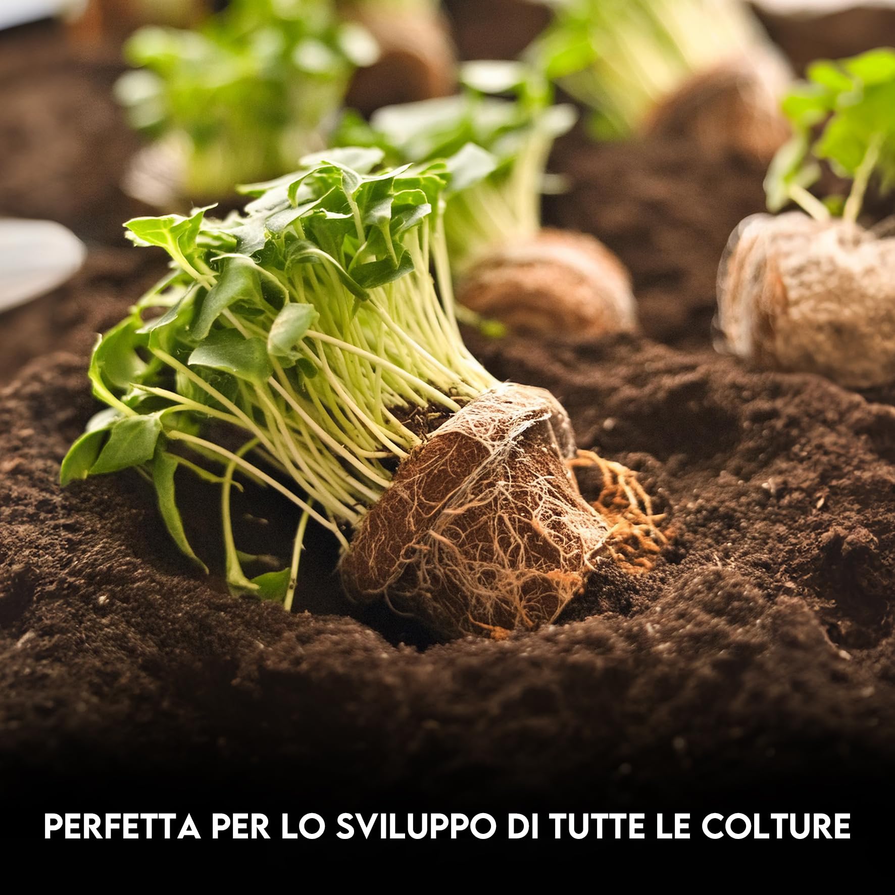 ZOMA Fibra di cocco per piante di qualità superiore, Terriccio universale composto al 100% di fibra di cocco pura, Terra per piante professionale ideale per coltivazione idroponica - 6 Litri