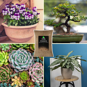 ZOMA Garden Pomice per Piante, Ideale per Piante Grasse Vere, Bonsai e Orchidee Pietra Inerte per Tutti i Substrati, Alta capacità di Drenaggio Formato 6 L