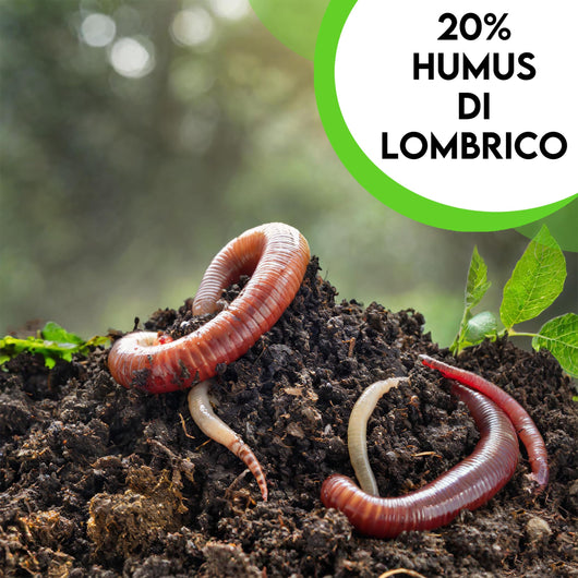 ZOMA Terriccio per Prato di Qualità Superiore, Terriccio prato specifico per la germinazione, con Sabbia, Radinat e Humus di Lombrico - Terra prato Ideale per sementi e prati in zolle - 15 Kg