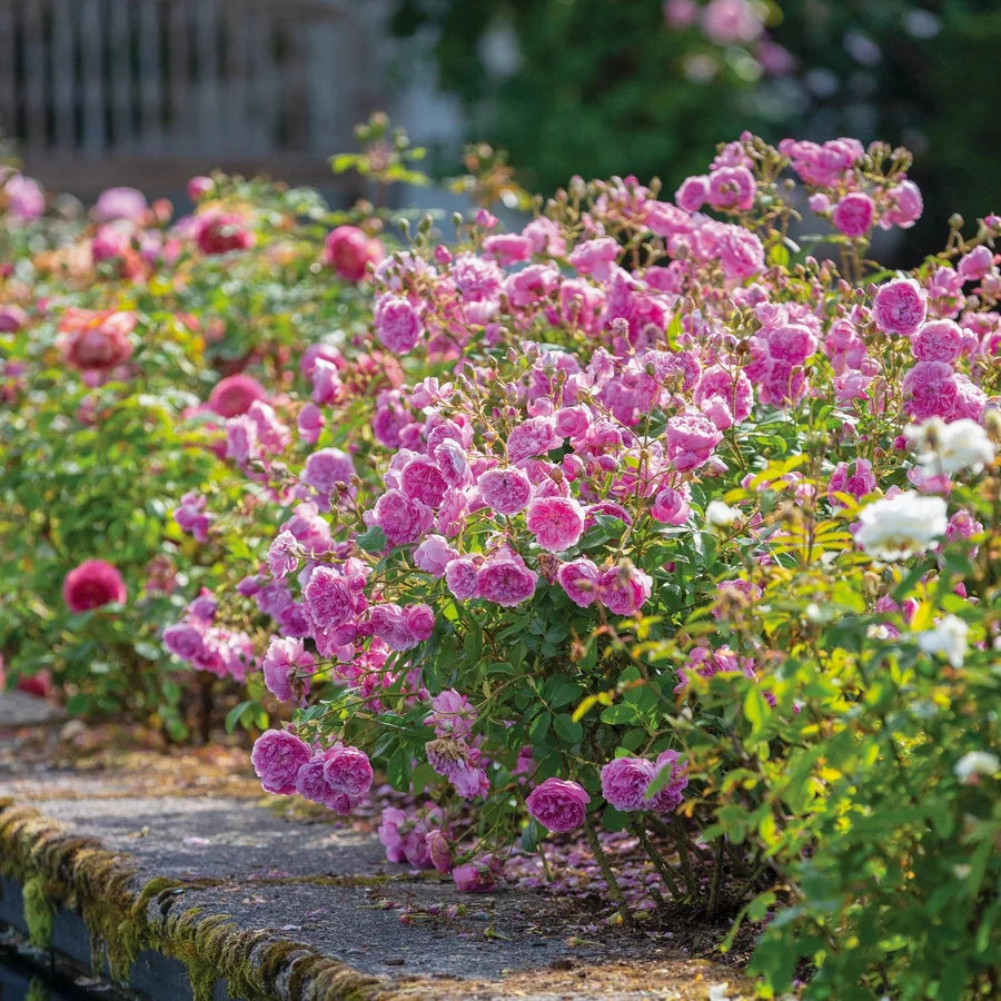 Gardenaria Rosa 'Harlow Carr' - Rosa da giardino Altezza: 40/50 cm (vaso20)
